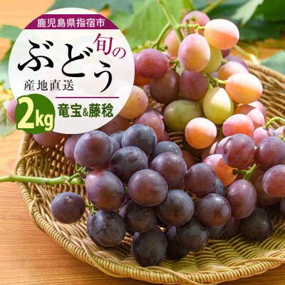 【2026年7月上旬～発送】ぶどう 竜宝・藤稔の2種約2kg(IB064-008)