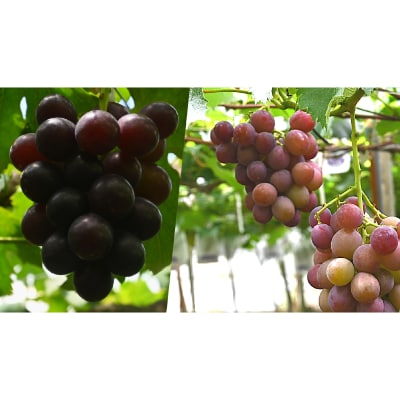 【2024年7月下旬～発送】ぶどう 竜宝・藤稔の2種約2kg(016-1224)