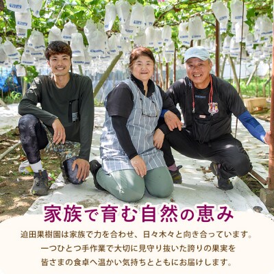 【2026年7月上旬～発送】ぶどう 竜宝・藤稔の2種約2kg(IB064-008)
