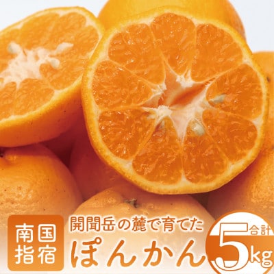 開聞岳の麓で育てたぽんかん(A-293)