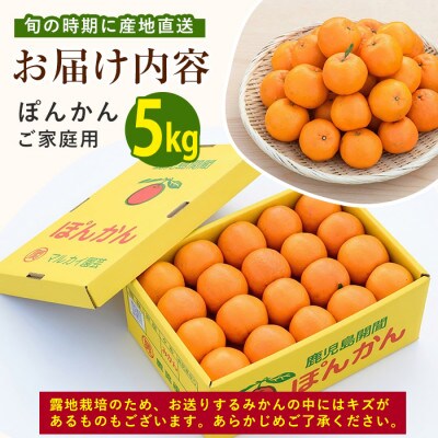 開聞岳の麓で育てた ぽんかん (A-293)