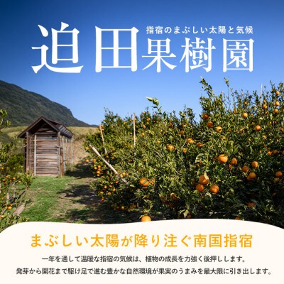 開聞岳の麓で育てた ぽんかん (A-293)