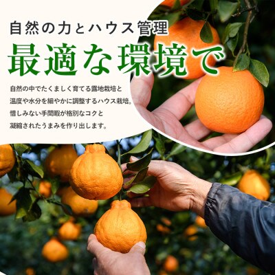 開聞岳の麓で育てた ぽんかん (A-293)