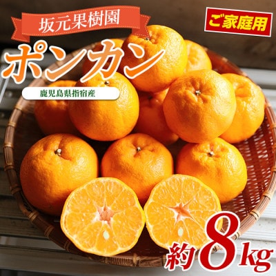 みかん農家 坂元さんちのポンカンご家庭用約8kg(A-104)