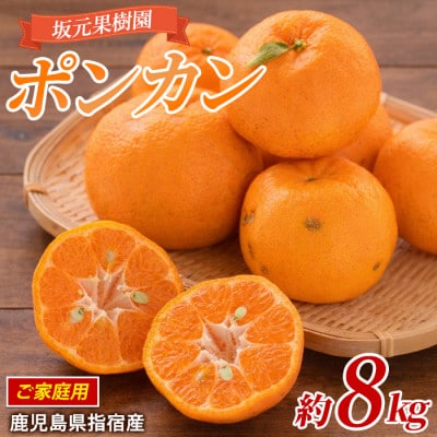 みかん農家 坂元さんちのポンカンご家庭用約8kg(A-104)