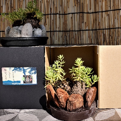 【思いやり型返礼品】ミニ観賞用植物 『いぶすき松びっくり』2個(ほーぷ)A-304