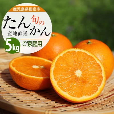 【2026年2月上旬～発送】たんかん約5kg(A-164)