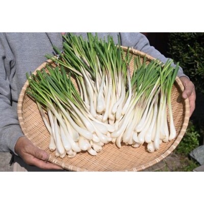 鹿児島県指宿産 島らっきょう 下処理済み 約1 5kg 憩いの湖畔 A 231 お礼品詳細 ふるさと納税なら さとふる