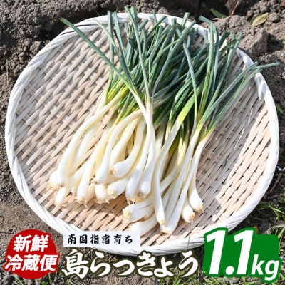 鹿児島県 指宿産 島らっきょう 約1.1kg 下処理済み (010-2059)