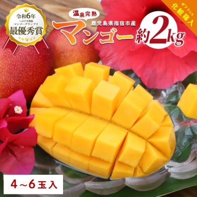 南国いぶすきの温泉熱で育てた甘くて上品な温泉完熟マンゴー約2kg4～6個(049-1754)