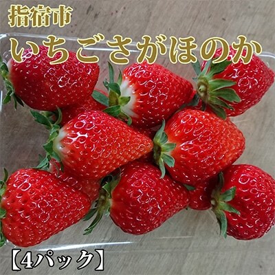 指宿産いちご さがほのか約250g 4パック 前田園芸 A 290 お礼品詳細 ふるさと納税なら さとふる