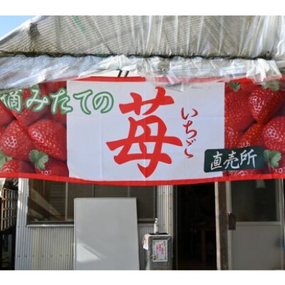 指宿産いちご さがほのか約250g 4パック 前田園芸 A 290 お礼品詳細 ふるさと納税なら さとふる