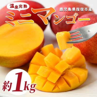 【2026年 発送】南国指宿の温泉熱で育てた温泉完熟ミニマンゴー約1kg(IB057-005)