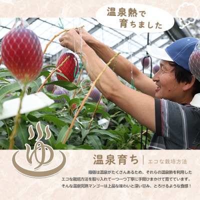 南国指宿の温泉熱で育てた温泉完熟ミニマンゴー約1kg(016-1751)