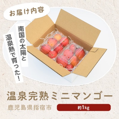 【2026年 発送】南国指宿の温泉熱で育てた温泉完熟ミニマンゴー約1kg(IB057-005)