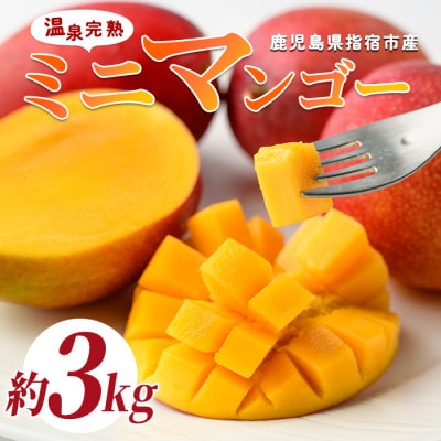 【2026年 発送】南国指宿の温泉熱で育てた温泉完熟ミニマンゴー約3kg(IB057-004)