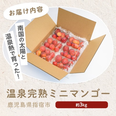 【2026年 発送】南国指宿の温泉熱で育てた温泉完熟ミニマンゴー約3kg(IB057-004)