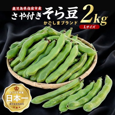 【2026年 発送】指宿産 サヤ付 そらまめ Lサイズ 約2kg(A-129)