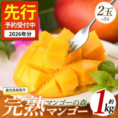 【2026年 発送】しあわせ完熟マンゴー2～3玉入り(022-1769)