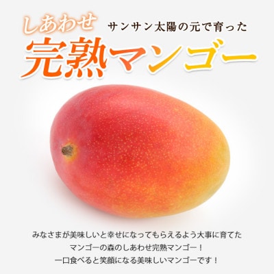【2026年 発送】しあわせ完熟マンゴー2～3玉入り(022-1769)