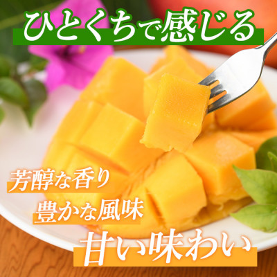 【2026年 発送】しあわせ完熟マンゴー2～3玉入り(022-1769)