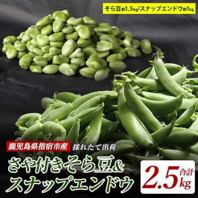 【2026年1月中旬～発送】さや付きそら豆約1.5kgとスナップエンドウ約1kgセット(A-207)