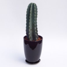 【観葉植物】ブルーサボテン 6号 陶器鉢(Green Base)A-228 | ふるさと納税のお礼品