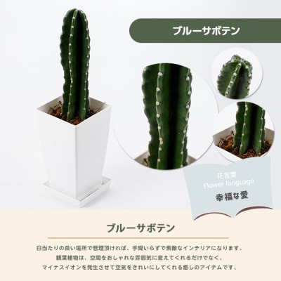【観葉植物】ブルーサボテン40cm～50cmプラスチック鉢(014-1475)