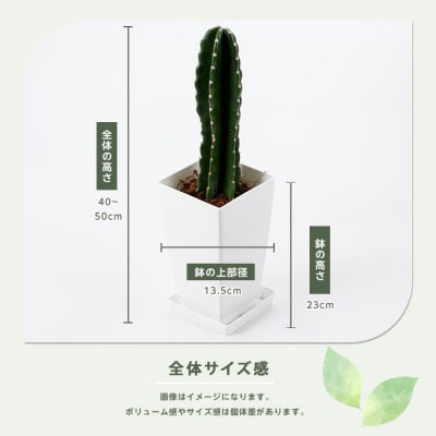 【観葉植物】ブルーサボテン40cm～50cmプラスチック鉢(014-1475)