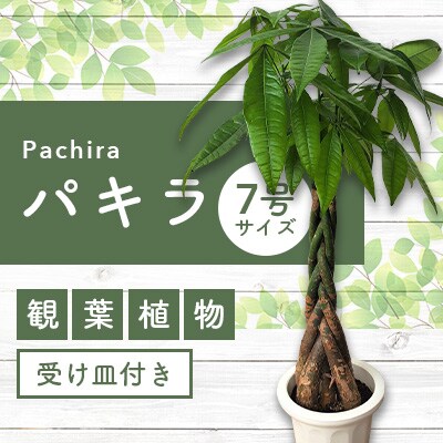 【観葉植物】パキラ7号(Green Base)A-218