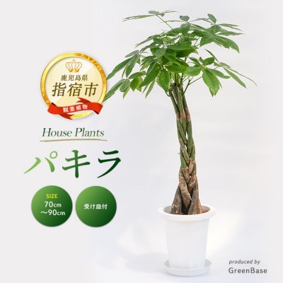 【観葉植物】パキラ70cm～90cm(014-1445)