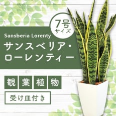【観葉植物】サンスベリア・ローレンティー7号鉢(Green Base)A-117 | ふるさと納税のお礼品