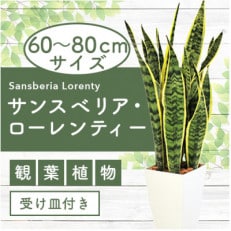 【観葉植物】サンスベリア・ローレンティー60cm～80cm(Green Base)A-117 | ふるさと納税のお礼品