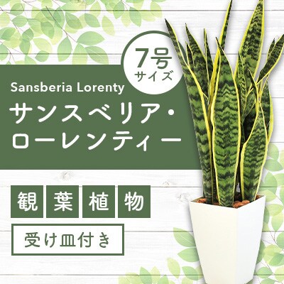 【観葉植物】サンスベリア・ローレンティー7号鉢(Green Base)A-117