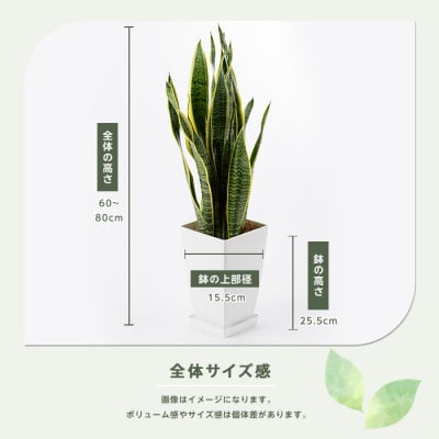 【観葉植物】サンスベリア・ローレンティー60cm～80cm(014-1410)