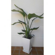 観葉植物 オーガスタ7号鉢 Green Base A 119 のレビュー 口コミ一覧 ふるさと納税サイト さとふる 観葉植物 オーガスタ7号鉢 Green Base A 119 のレビュー 口コミ一覧 ふるさと納税サイト さとふる