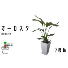 【観葉植物】オーガスタ7号鉢(Green Base)A-119