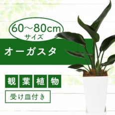 【観葉植物】オーガスタ60cm～80cm(012-369) | ふるさと納税のお礼品