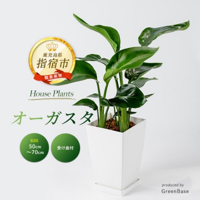 【観葉植物】オーガスタ50cm～70cm(014-2051)