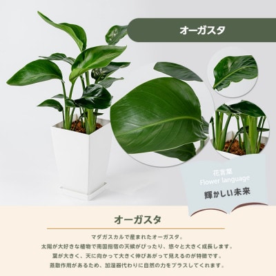 【観葉植物】オーガスタ50cm～70cm(014-2051)