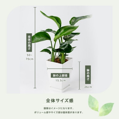 【観葉植物】オーガスタ50cm～70cm(014-2051)
