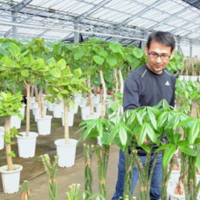【観葉植物】アレカヤシ7号鉢(A-120)