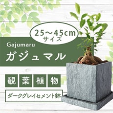 【観葉植物】ガジュマル 25cm～45cm　(Green Base/A-139) | ふるさと納税のお礼品