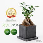 【観葉植物】ガジュマル 25cm～35cm(014-1387)