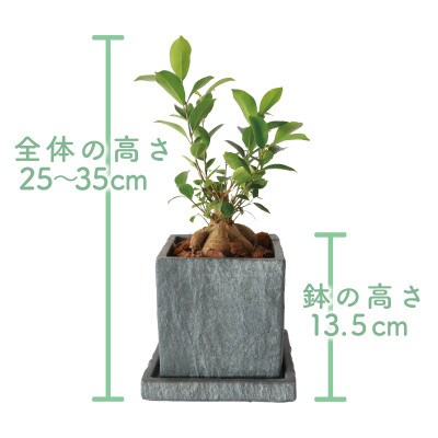 【観葉植物】ガジュマル 25cm～35cm(014-1387)