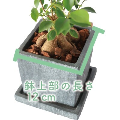 【観葉植物】ガジュマル 25cm～35cm(014-1387)