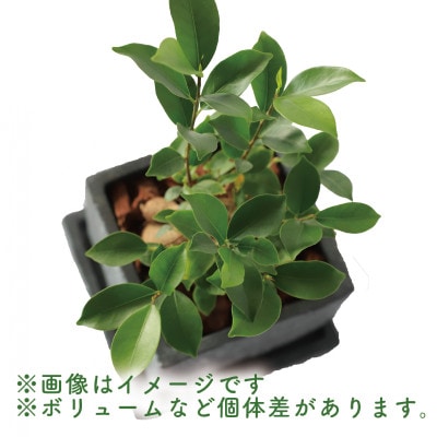 【観葉植物】ガジュマル 25cm～35cm(014-1387)