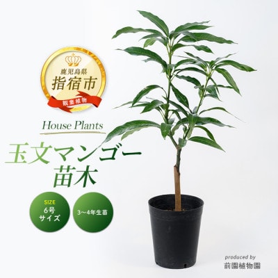 【観葉植物】玉文(ぎょくぶん)マンゴー苗木6号ポット/3～4年生苗木(030-1505)