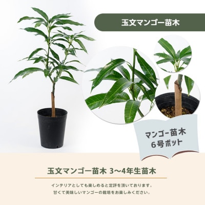 【観葉植物】玉文(ぎょくぶん)マンゴー苗木6号ポット/3～4年生苗木(030-1505)