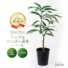 【観葉植物】アップルマンゴー苗木6号ポット(アーウィン種)3～4年生苗(030-1362)